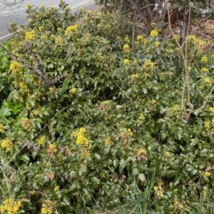 Berberis aquifolium at Kambah, ACT - 24 Sep 2022