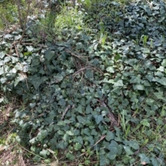 Hedera helix (Ivy) at Kambah, ACT - 24 Sep 2022 by Steve_Bok