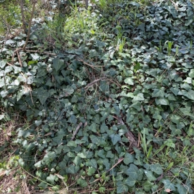 Hedera hibernica (Ivy) at Urambi Hills - 24 Sep 2022 by SteveBorkowskis