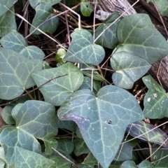 Hedera hibernica at Urambi Hills - 24 Sep 2022