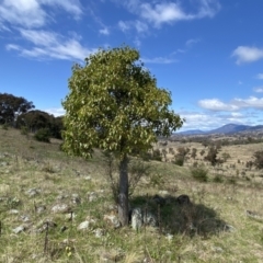 Brachychiton populneus subsp. populneus (Kurrajong) at Urambi Hills - 24 Sep 2022 by Steve_Bok