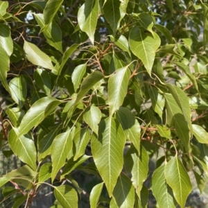 Brachychiton populneus subsp. populneus at Kambah, ACT - 24 Sep 2022