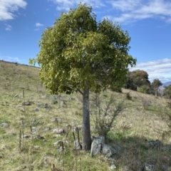 Brachychiton populneus subsp. populneus at Kambah, ACT - 24 Sep 2022