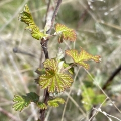 Rubus parvifolius (Native Raspberry) at Kambah, ACT - 24 Sep 2022 by Steve_Bok