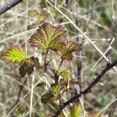 Rubus parvifolius at Kambah, ACT - 24 Sep 2022