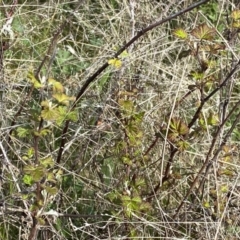 Rubus parvifolius at Kambah, ACT - 24 Sep 2022 10:52 AM