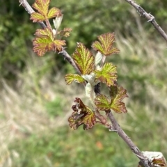 Rubus parvifolius at Kambah, ACT - 24 Sep 2022