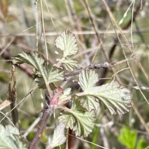 Rubus parvifolius at Kambah, ACT - 24 Sep 2022 10:52 AM