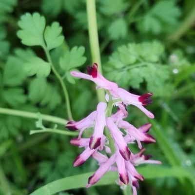 Fumaria muralis subsp. muralis (Wall Fumitory) at Bungendore, NSW - 23 Sep 2022 by clarehoneydove