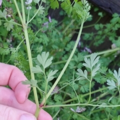 Fumaria bastardii at Bungendore, NSW - 24 Sep 2022