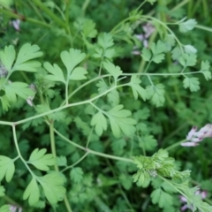 Fumaria bastardii at Bungendore, NSW - 24 Sep 2022