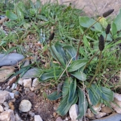 Plantago lanceolata (Ribwort Plantain, Lamb's Tongues) at Bungendore, NSW - 24 Sep 2022 by clarehoneydove