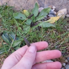 Plantago lanceolata at Bungendore, NSW - 24 Sep 2022 08:28 AM