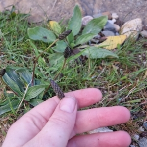 Plantago lanceolata at Bungendore, NSW - 24 Sep 2022 08:28 AM