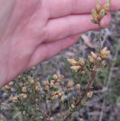 Brachyloma daphnoides (Daphne Heath) at Bungendore, NSW - 24 Sep 2022 by clarehoneydove