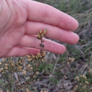 Brachyloma daphnoides at Bungendore, NSW - 24 Sep 2022