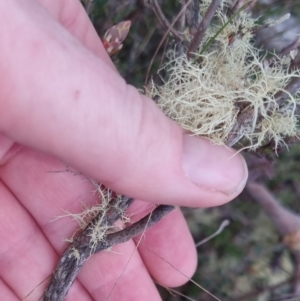 Brachyloma daphnoides at Bungendore, NSW - 24 Sep 2022