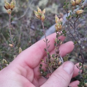 Brachyloma daphnoides at Bungendore, NSW - 24 Sep 2022 03:37 PM