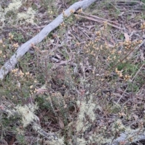 Brachyloma daphnoides at Bungendore, NSW - 24 Sep 2022