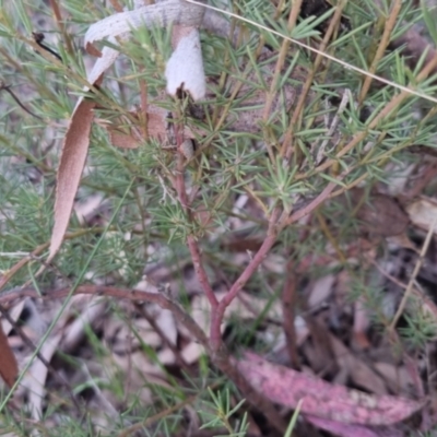 Gompholobium huegelii (Pale Wedge Pea) at Bungendore, NSW - 24 Sep 2022 by clarehoneydove