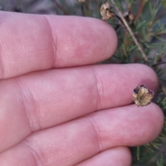 Gompholobium huegelii at Bungendore, NSW - 24 Sep 2022