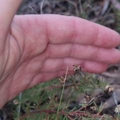 Gompholobium huegelii at Bungendore, NSW - 24 Sep 2022 03:40 PM