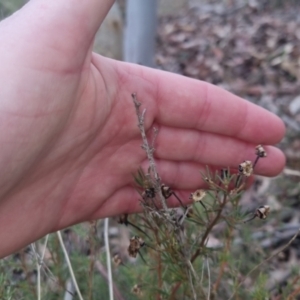 Gompholobium huegelii at Bungendore, NSW - 24 Sep 2022 03:40 PM