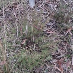 Gompholobium huegelii at Bungendore, NSW - 24 Sep 2022 03:40 PM