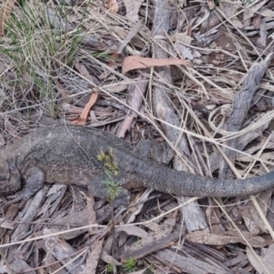 Pogona barbata at Bungendore, NSW - suppressed