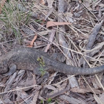 Pogona barbata (Eastern Bearded Dragon) at Bungendore, NSW - 7 Dec 2022 by clarehoneydove