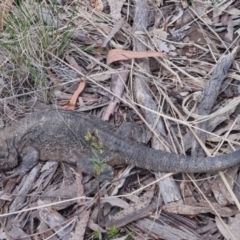 Pogona barbata (Eastern Bearded Dragon) at Bungendore, NSW - 7 Dec 2022 by clarehoneydove