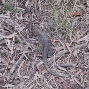 Pogona barbata at Bungendore, NSW - suppressed