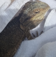 Pogona barbata at Bungendore, NSW - suppressed