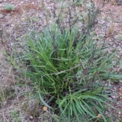 Xerochrysum viscosum (Sticky Everlasting) at Bungendore, NSW - 24 Sep 2022 by clarehoneydove