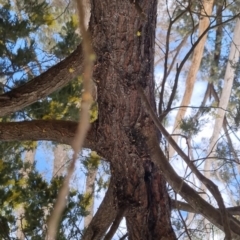 Acacia dealbata at Bungendore, NSW - 24 Sep 2022
