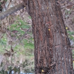 Acacia dealbata at Bungendore, NSW - 24 Sep 2022