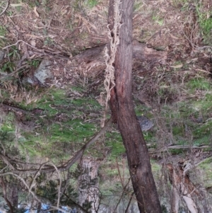 Acacia dealbata at Bungendore, NSW - 24 Sep 2022