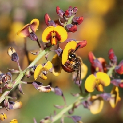 Unidentified Bee (Hymenoptera, Apiformes) at Albury - 24 Sep 2022 by KylieWaldon