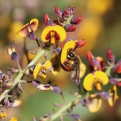 Unidentified Bee (Hymenoptera, Apiformes) (TBC) at suppressed - 24 Sep 2022 by KylieWaldon