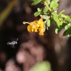 Unidentified Bee (Hymenoptera, Apiformes) at Albury - 24 Sep 2022 by KylieWaldon