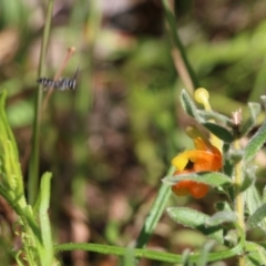Apiformes (informal group) at Albury, NSW - 24 Sep 2022 11:53 AM