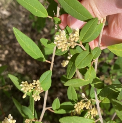 Pomaderris andromedifolia (Yellow Pomaderris) at Tidbinbilla Nature Reserve - 18 Sep 2022 by Ned_Johnston