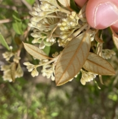 Pomaderris andromedifolia at Paddys River, ACT - 18 Sep 2022 11:58 AM