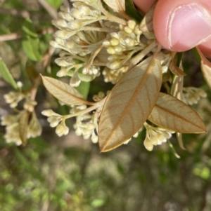 Pomaderris andromedifolia at Paddys River, ACT - 18 Sep 2022 11:58 AM