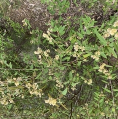 Pomaderris andromedifolia at Paddys River, ACT - 18 Sep 2022 11:58 AM