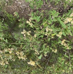 Pomaderris andromedifolia at Paddys River, ACT - 18 Sep 2022