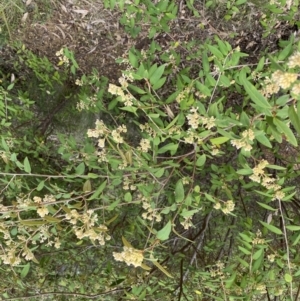 Pomaderris andromedifolia at Paddys River, ACT - 18 Sep 2022 11:58 AM