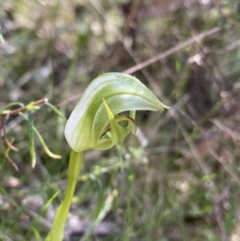 Pterostylis curta (Blunt Greenhood) at Paddys River, ACT - 18 Sep 2022 by NedJohnston