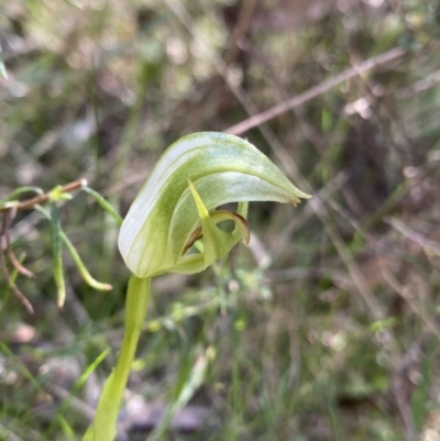 Pterostylis curta (Blunt Greenhood) at Tidbinbilla Nature Reserve - 18 Sep 2022 by Ned_Johnston