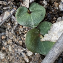 Acianthus sp. (Mayflower Orchid) at Tidbinbilla Nature Reserve - 18 Sep 2022 by Ned_Johnston